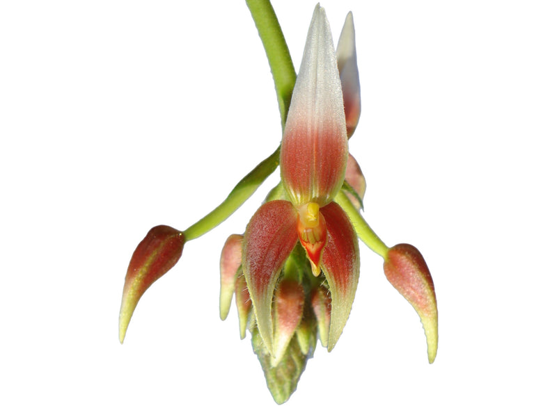 Ponthieva pilosissima