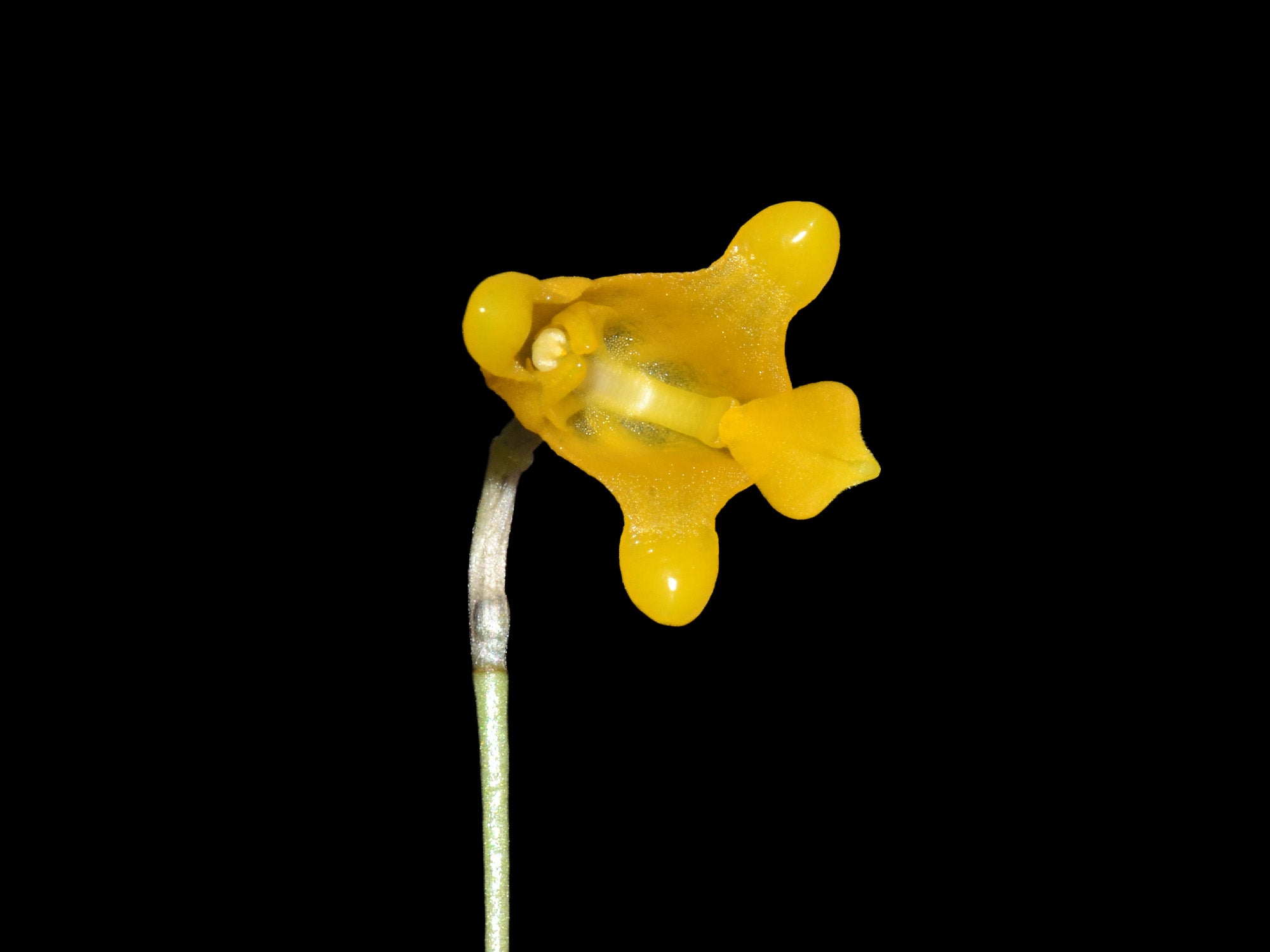 Porroglossum condylosepalum f. xanthinum