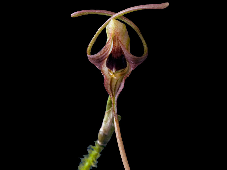 Porroglossum echidna