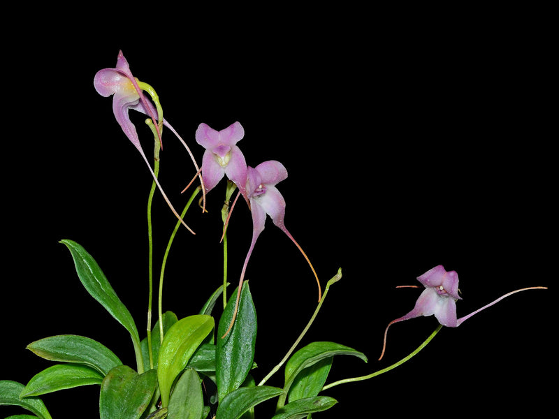 Porroglossum ecuagenerense