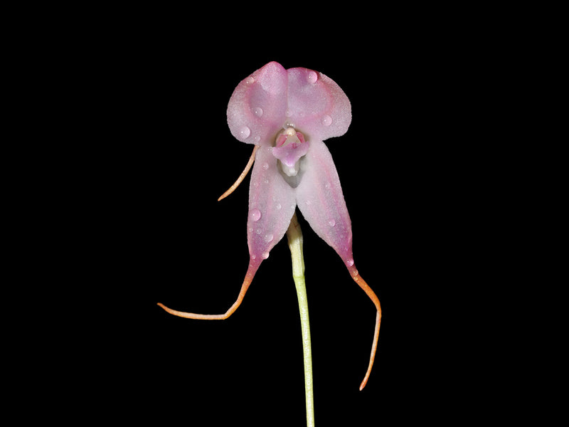 Porroglossum ecuagenerense