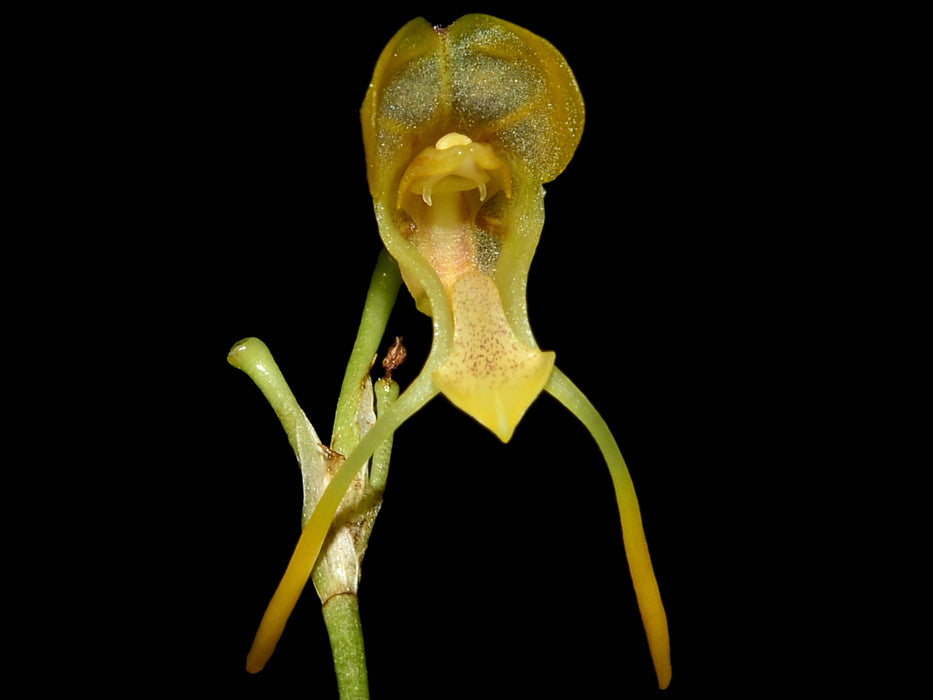 Porroglossum hoeijeri