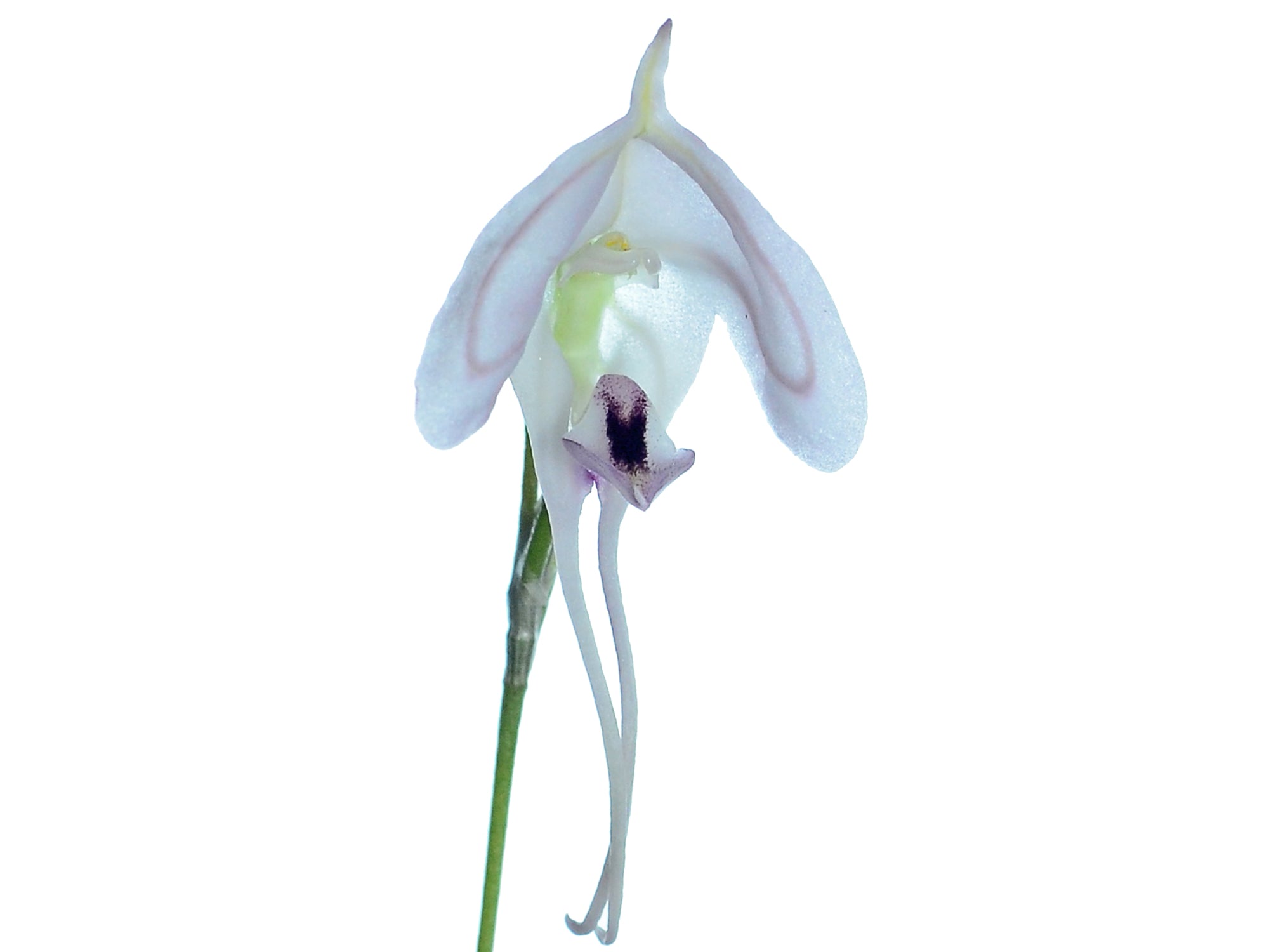 Porroglossum josei
