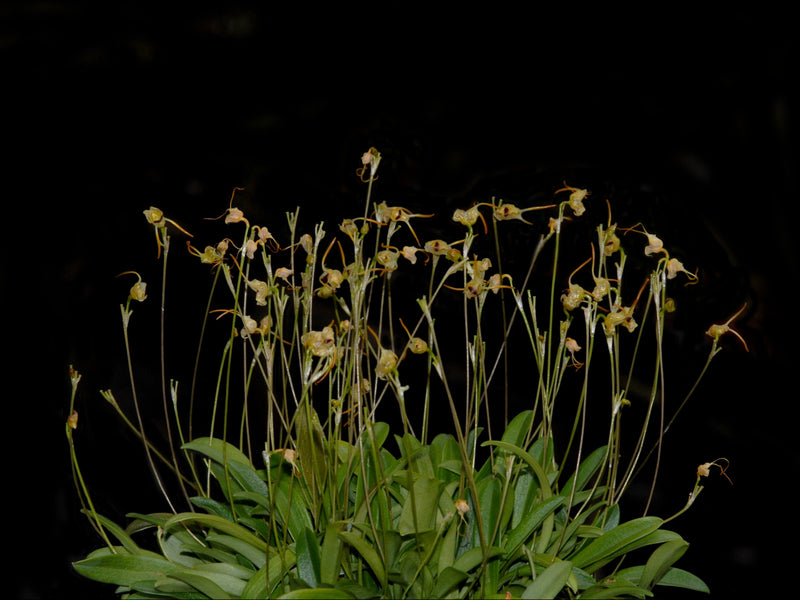Porroglossum marniae