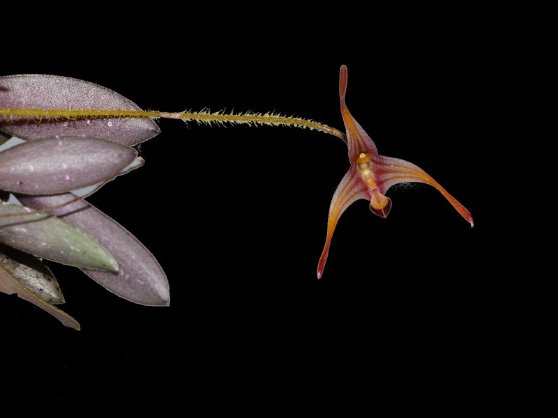 Porroglossum muscosum new redish orange