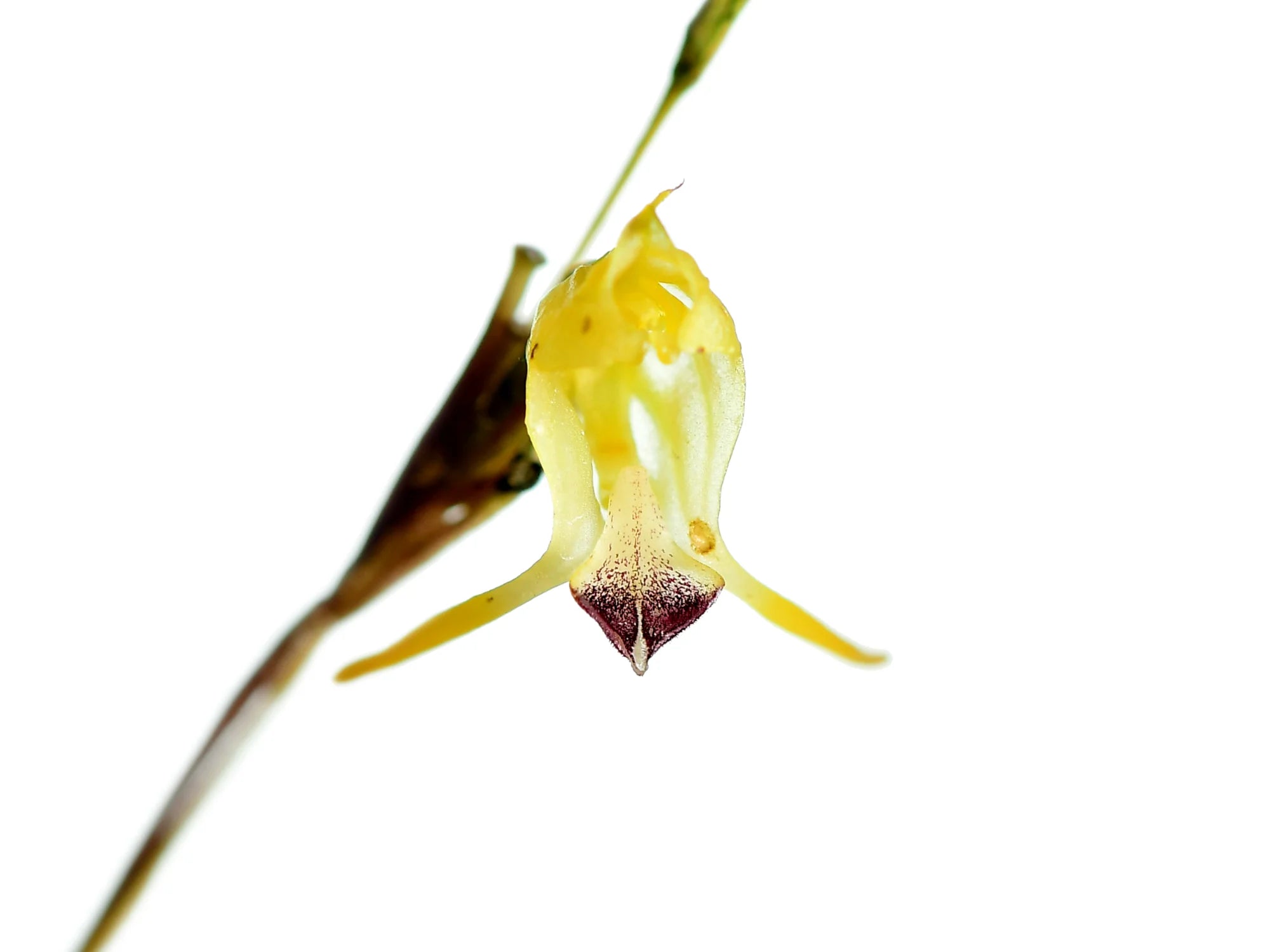 Porroglossum olivaceum 'Gig'