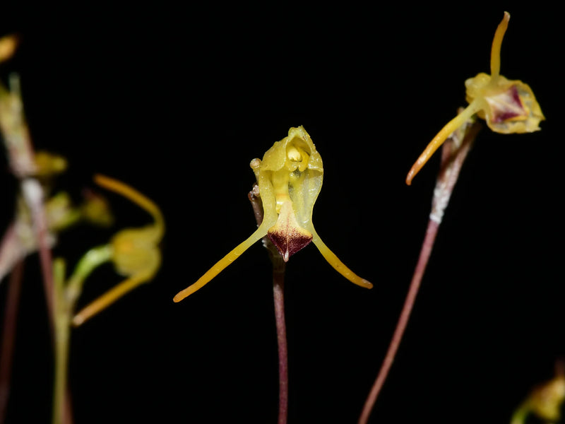 Porroglossum olivaceum 'Gig'