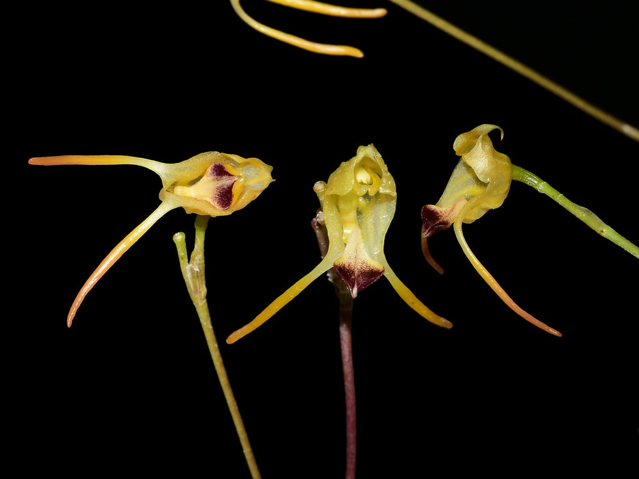 Porroglossum olivaceum 'Gigi'