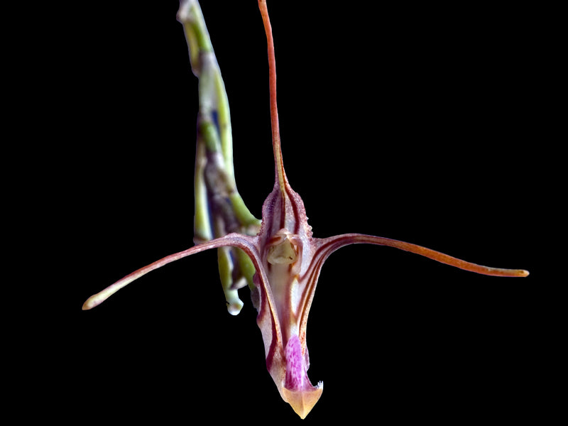 Porroglossum parsonsii