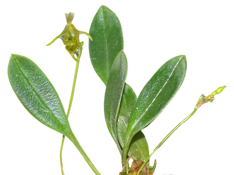 Porroglossum portillae xanthinum