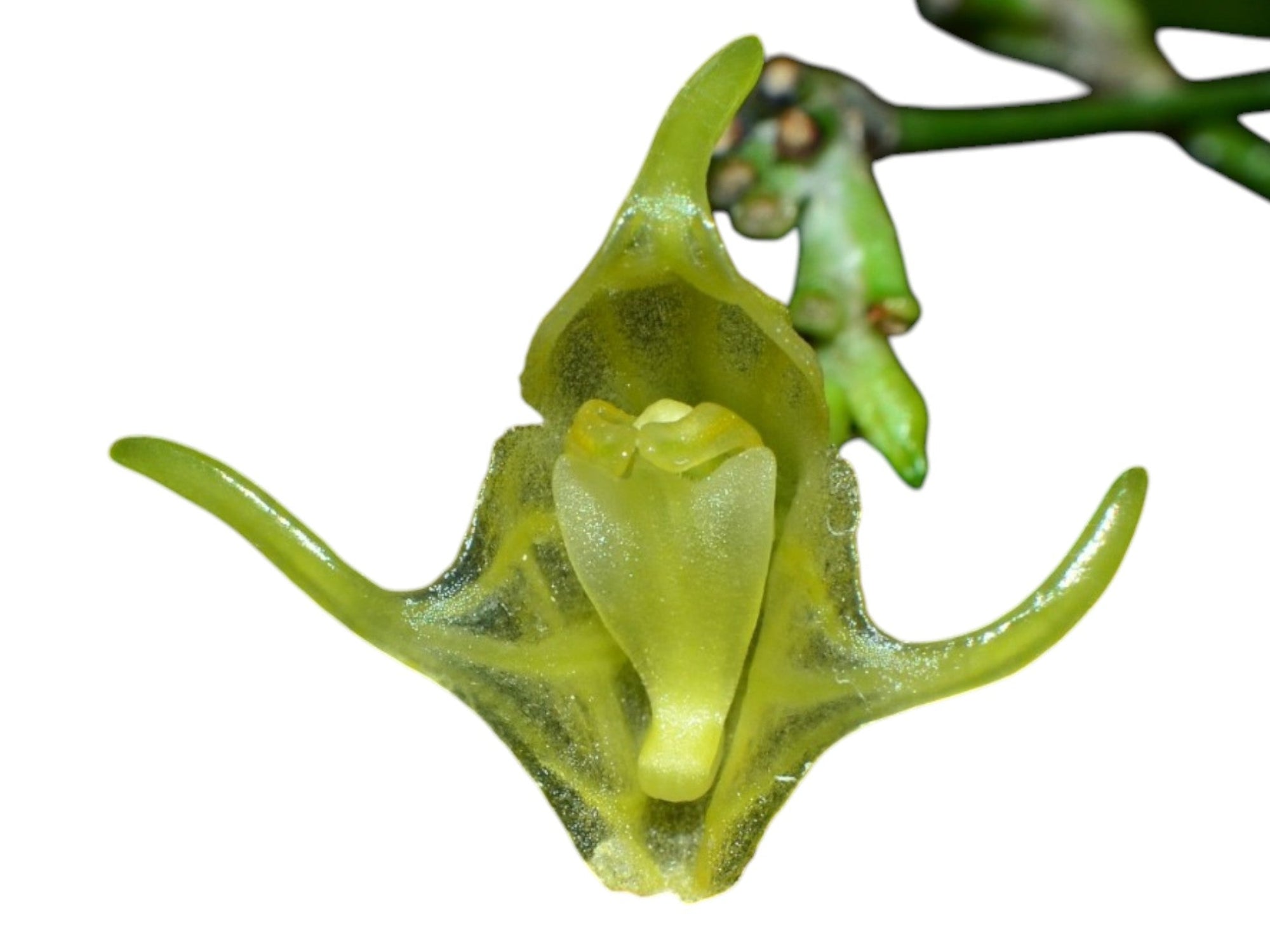 Porroglossum portillae xanthinum