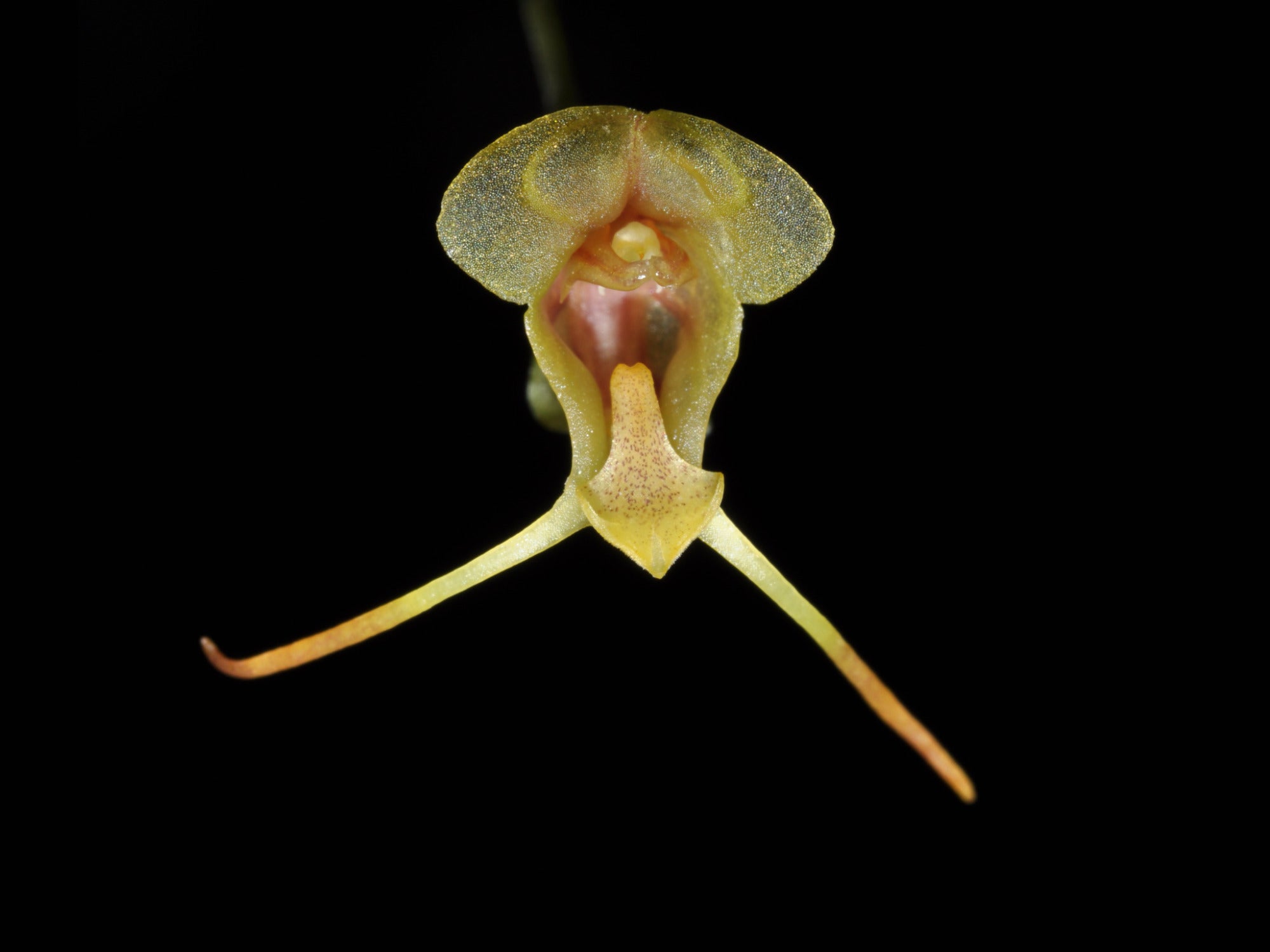 Porroglossum raoorum