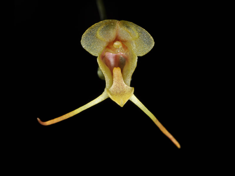 Porroglossum raoorum