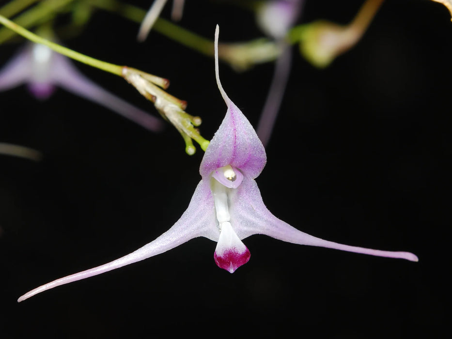 Porroglossum sergii