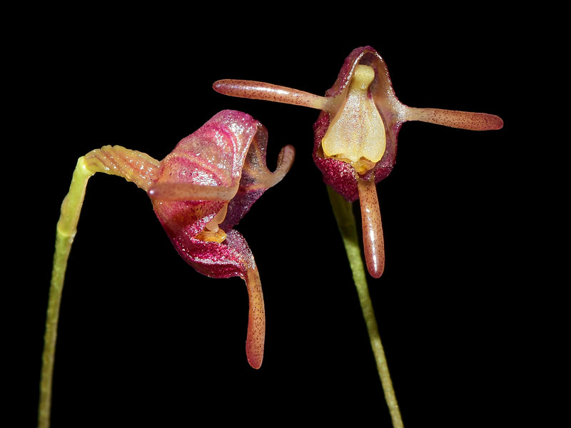 Porroglossum sororcula