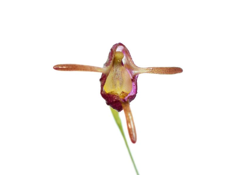 Porroglossum sororcula