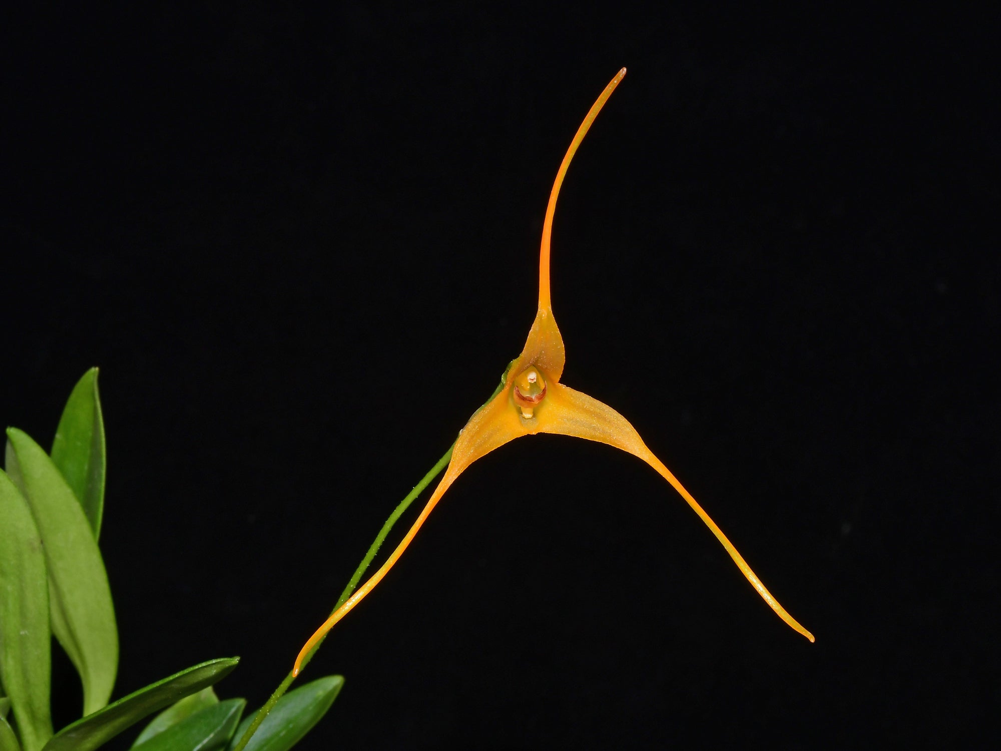 Porrovallia Ecuagenera – Intermediate-Cool Primary Hybrid Orchid
