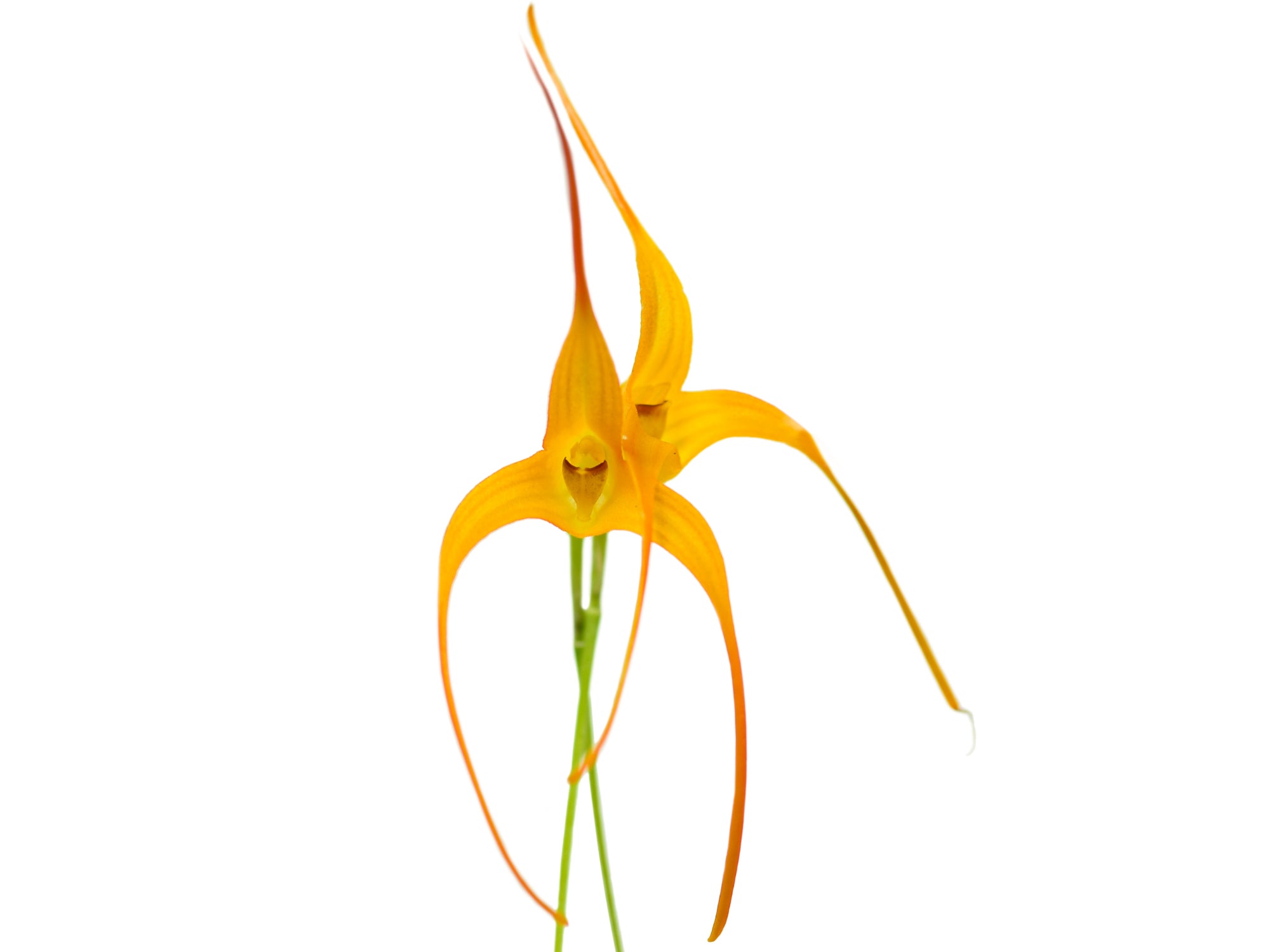 Porrovallia Ecuagenera – Intermediate-Cool Primary Hybrid Orchid
