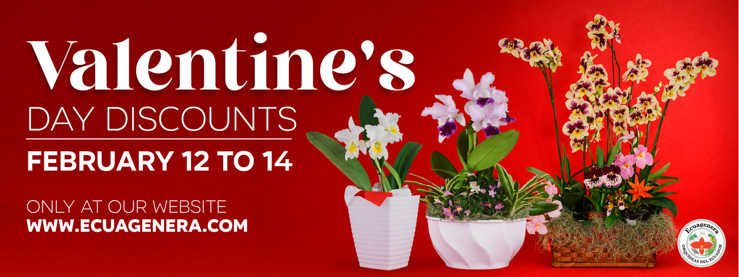 Ecuagenera: Pasión y Ciencia en Cada Orquídea