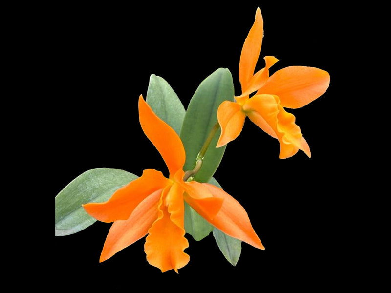 Rhyncattleanthe AC Portilla