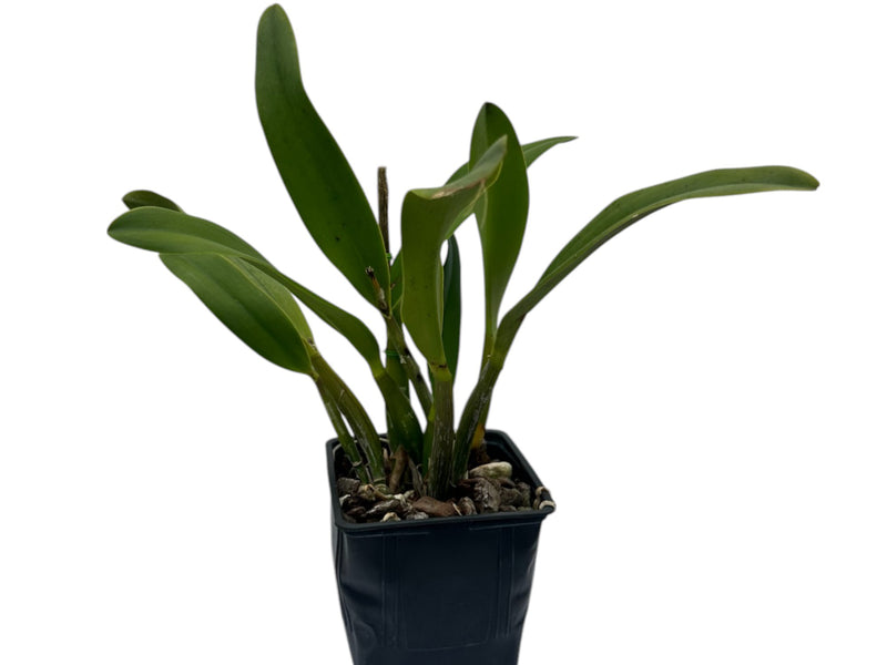 Rhyncholaeliocattleya Catherine Obillo