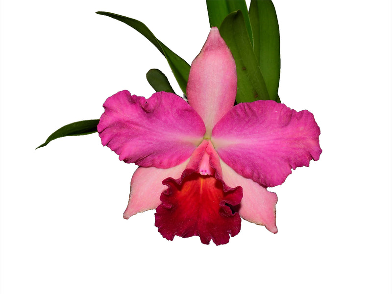 Rhyncholaeliocattleya Catherine Obillo