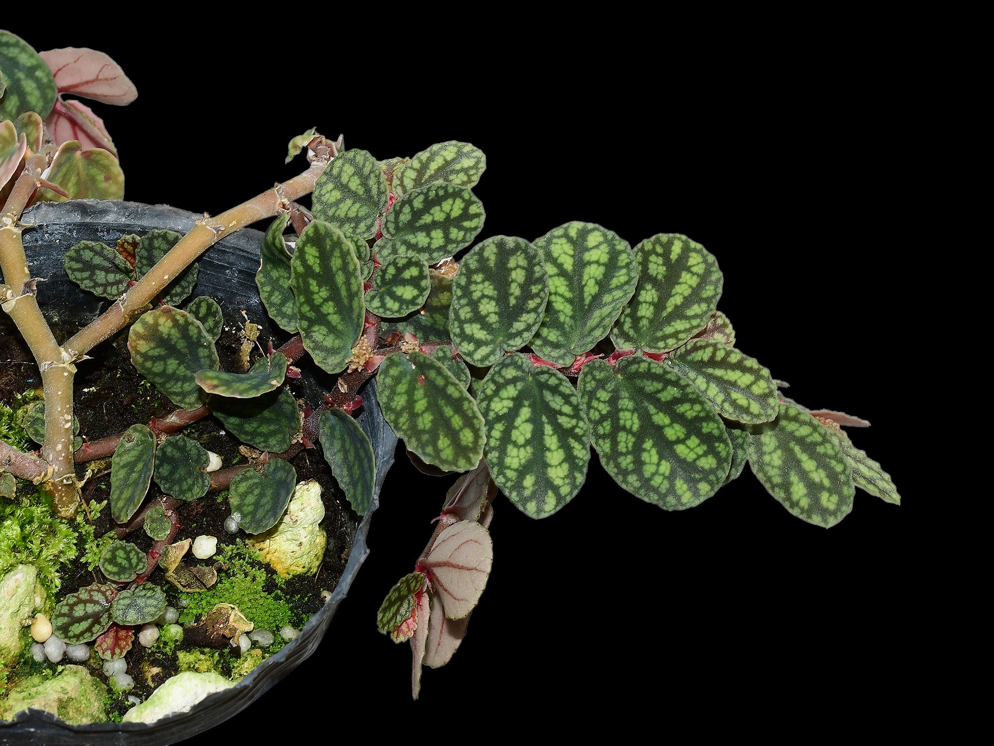 Procris repens