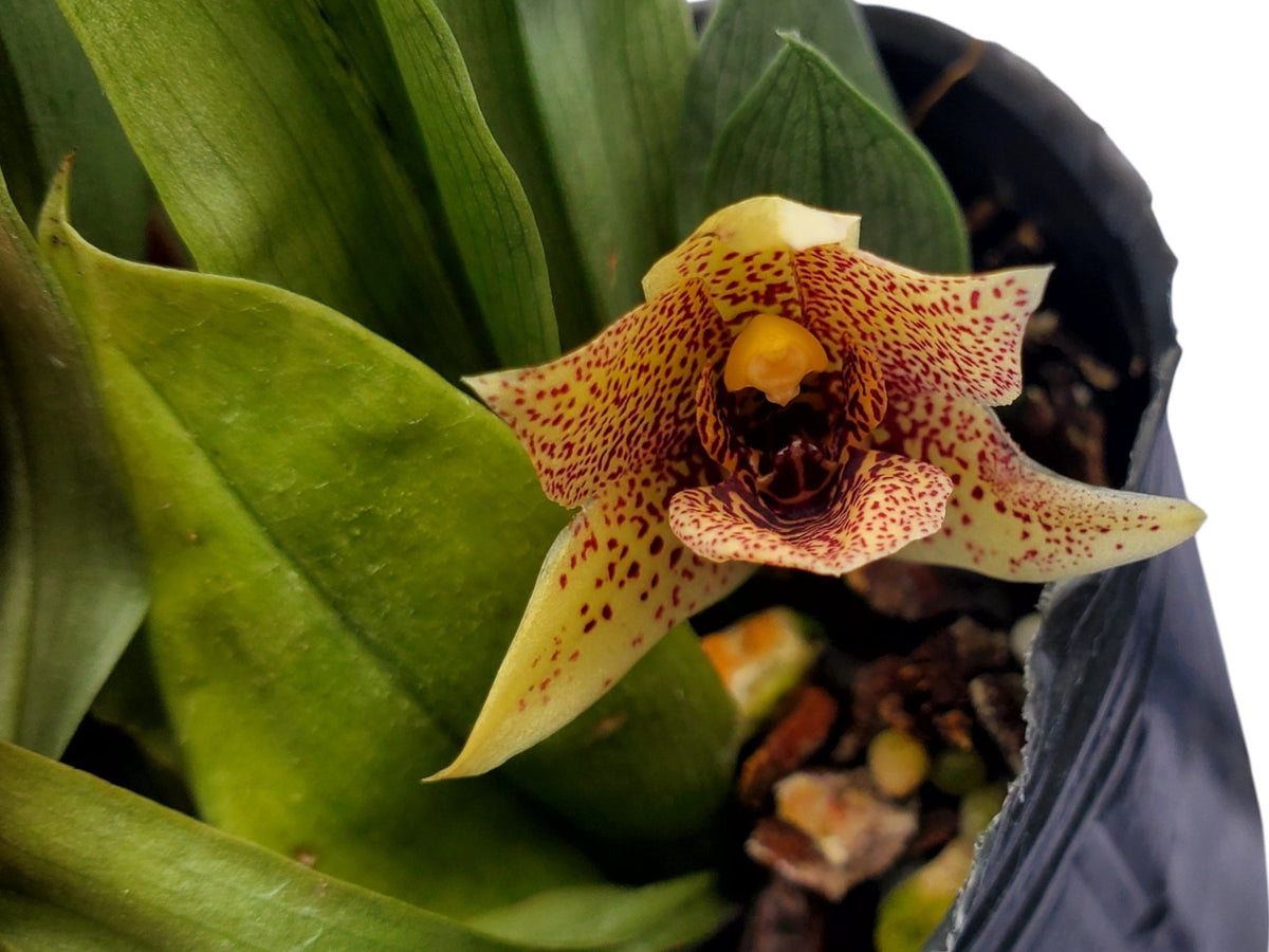 Promenaea rollissonii var. aurea — Ecuagenera Orquídeas del Ecuador