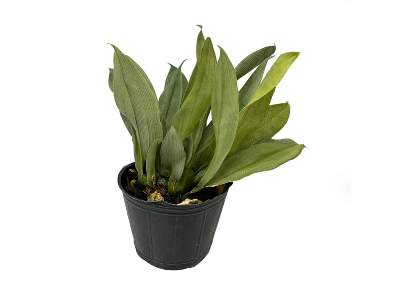 Promenaea rollissonii var. aurea