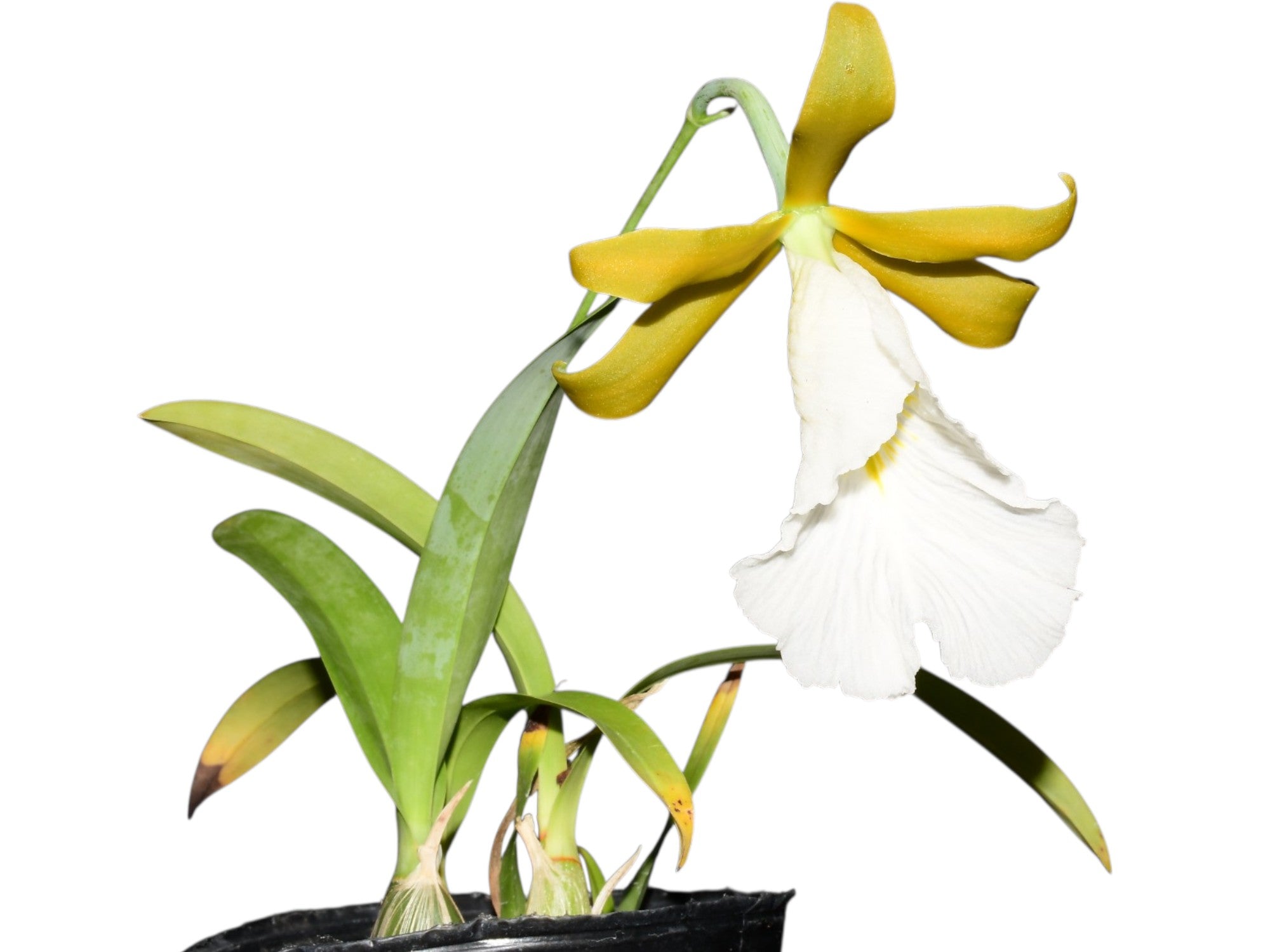 Prosthechea Marina