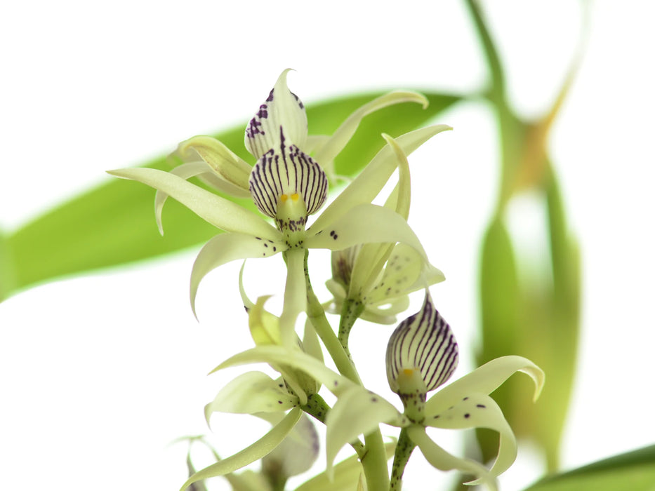 Prosthechea aemula