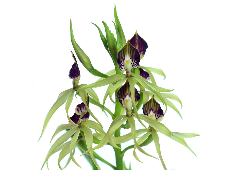 Prosthechea cochleata