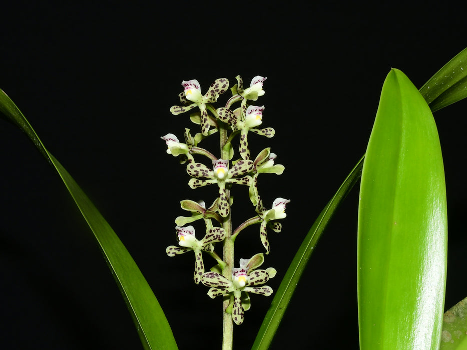 Prosthechea crassilabia