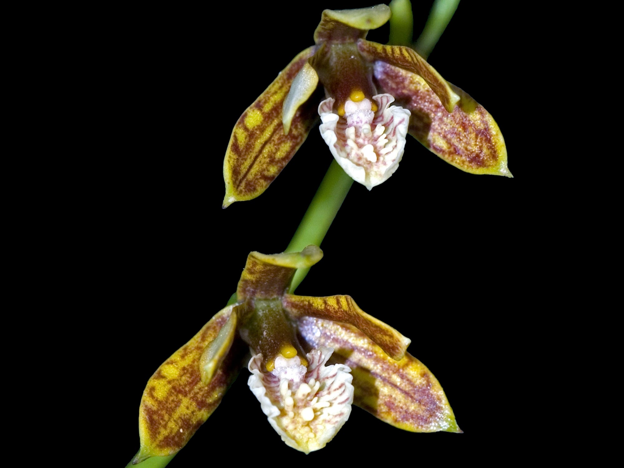 Prosthechea livida