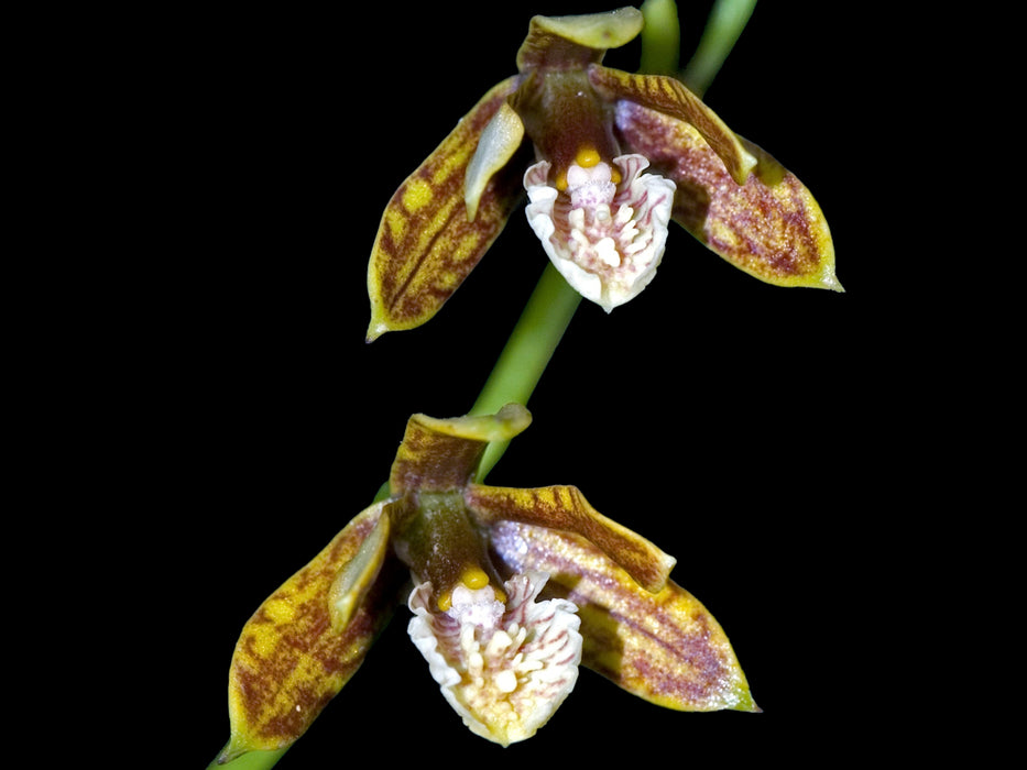 Prosthechea livida