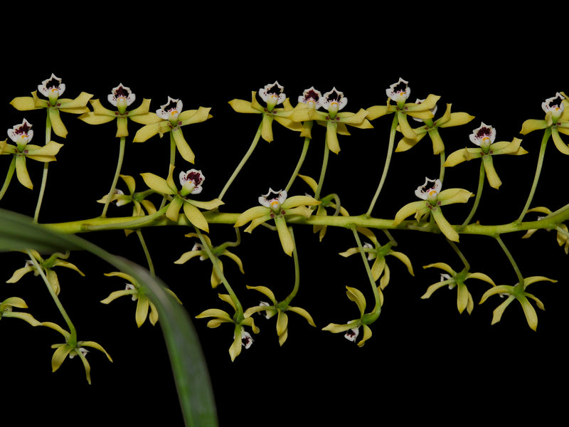Prosthechea mejia