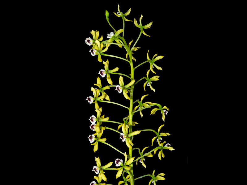 Prosthechea mejia