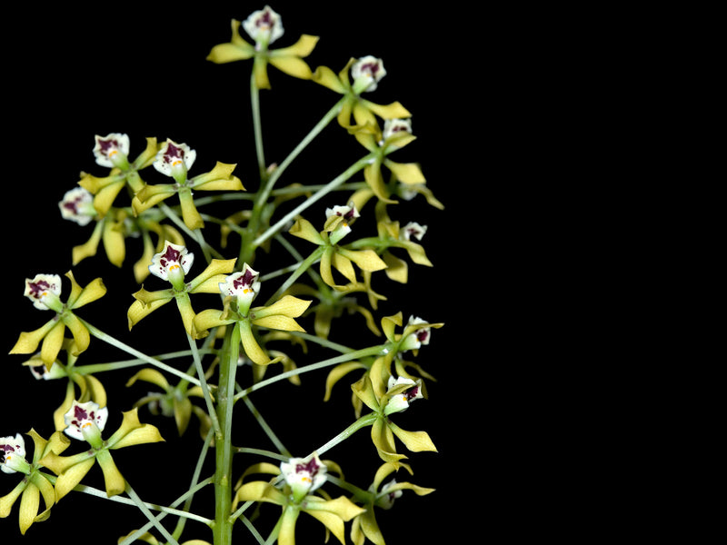 Prosthechea mejia