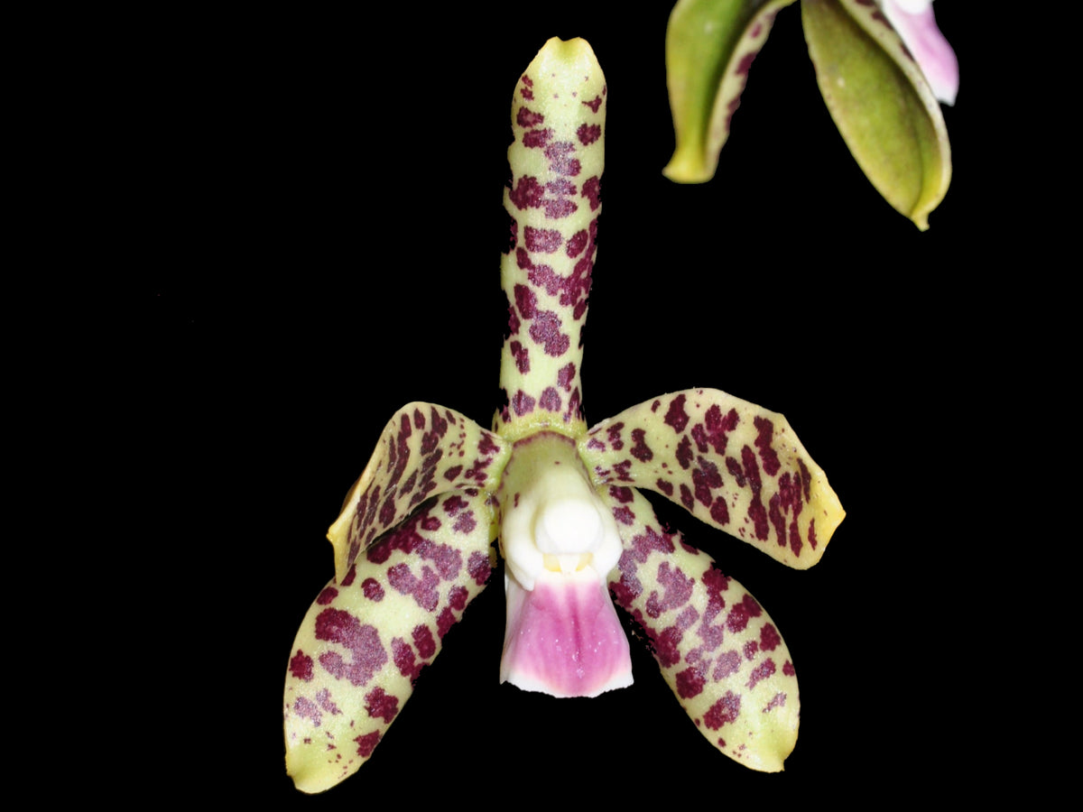 Prosthechea pamplonensis — Ecuagenera Orquídeas del Ecuador