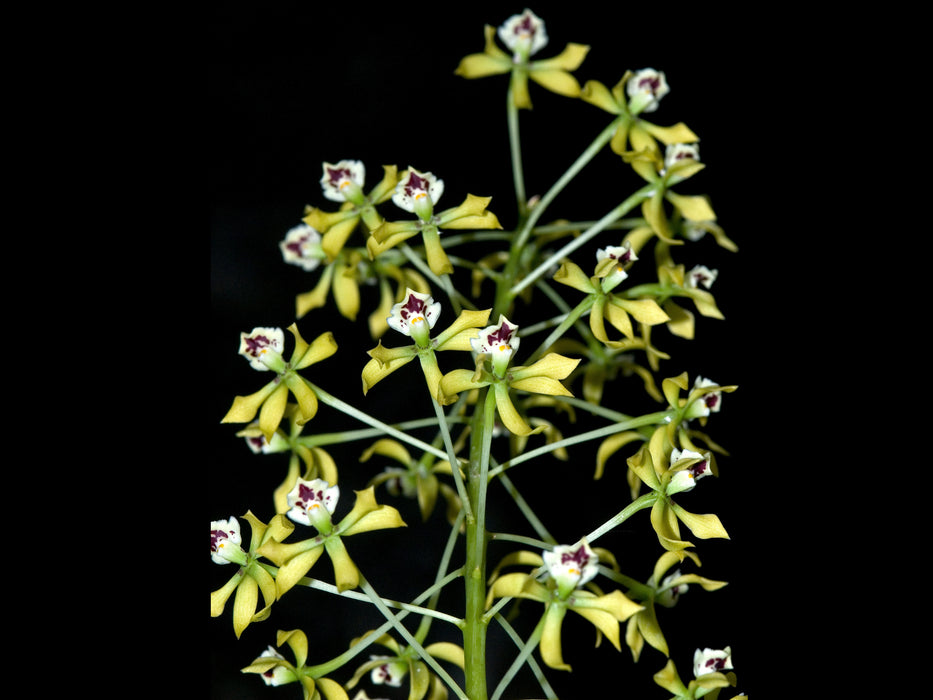 Prosthechea sceptra