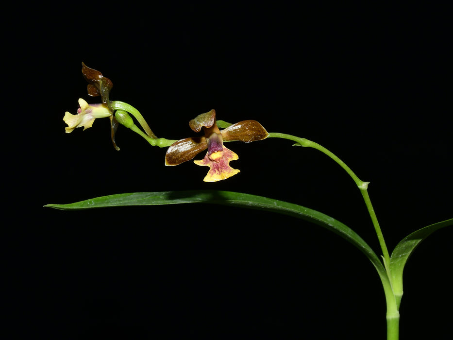 Prosthechea varicosa