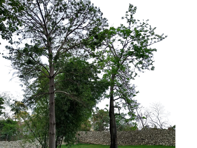Pseudobombax guayasense