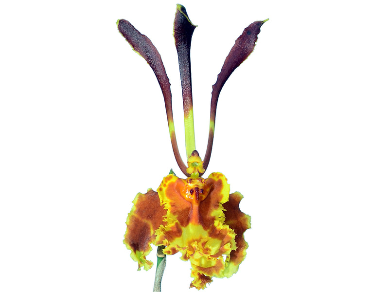 Psychopsis papilio