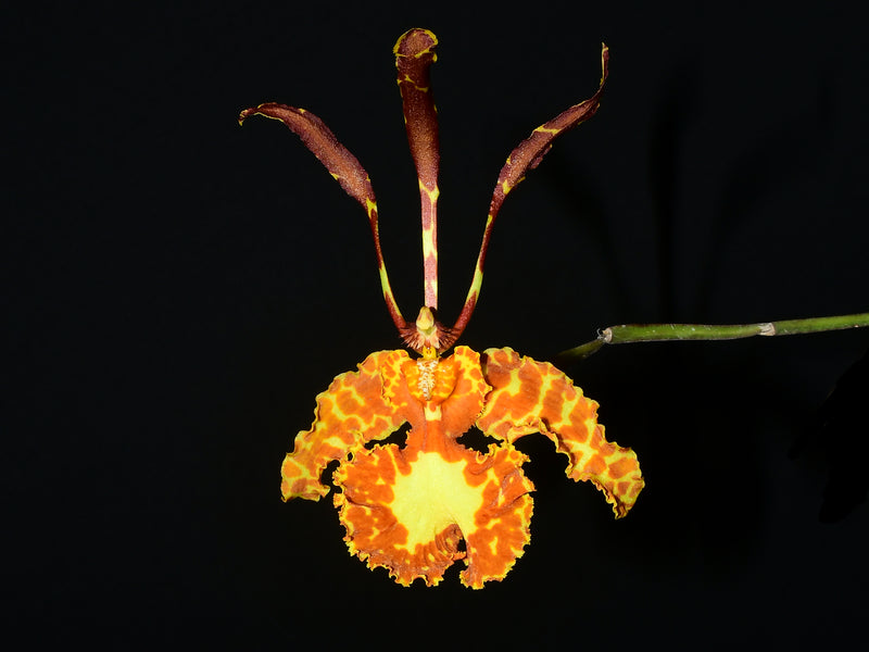 Psychopsis versteegiana