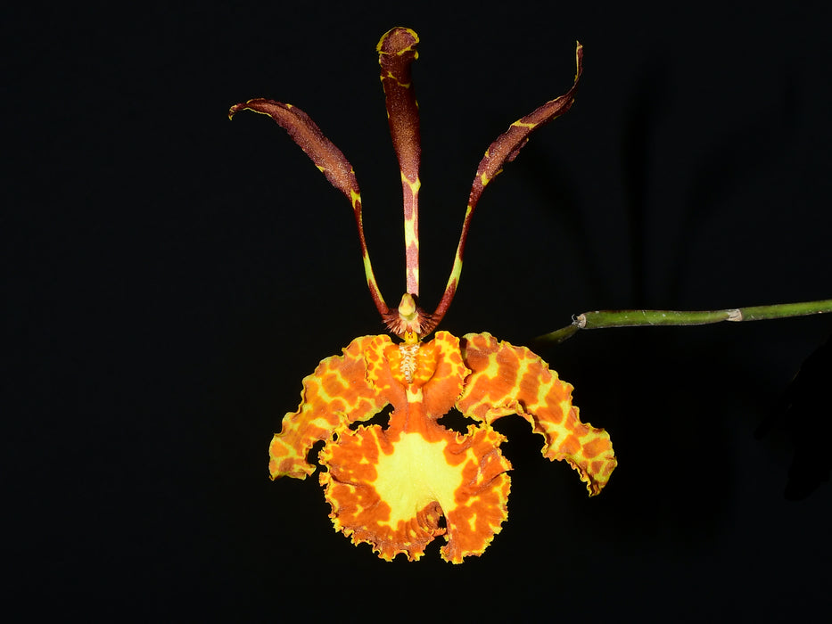 Psychopsis versteegiana