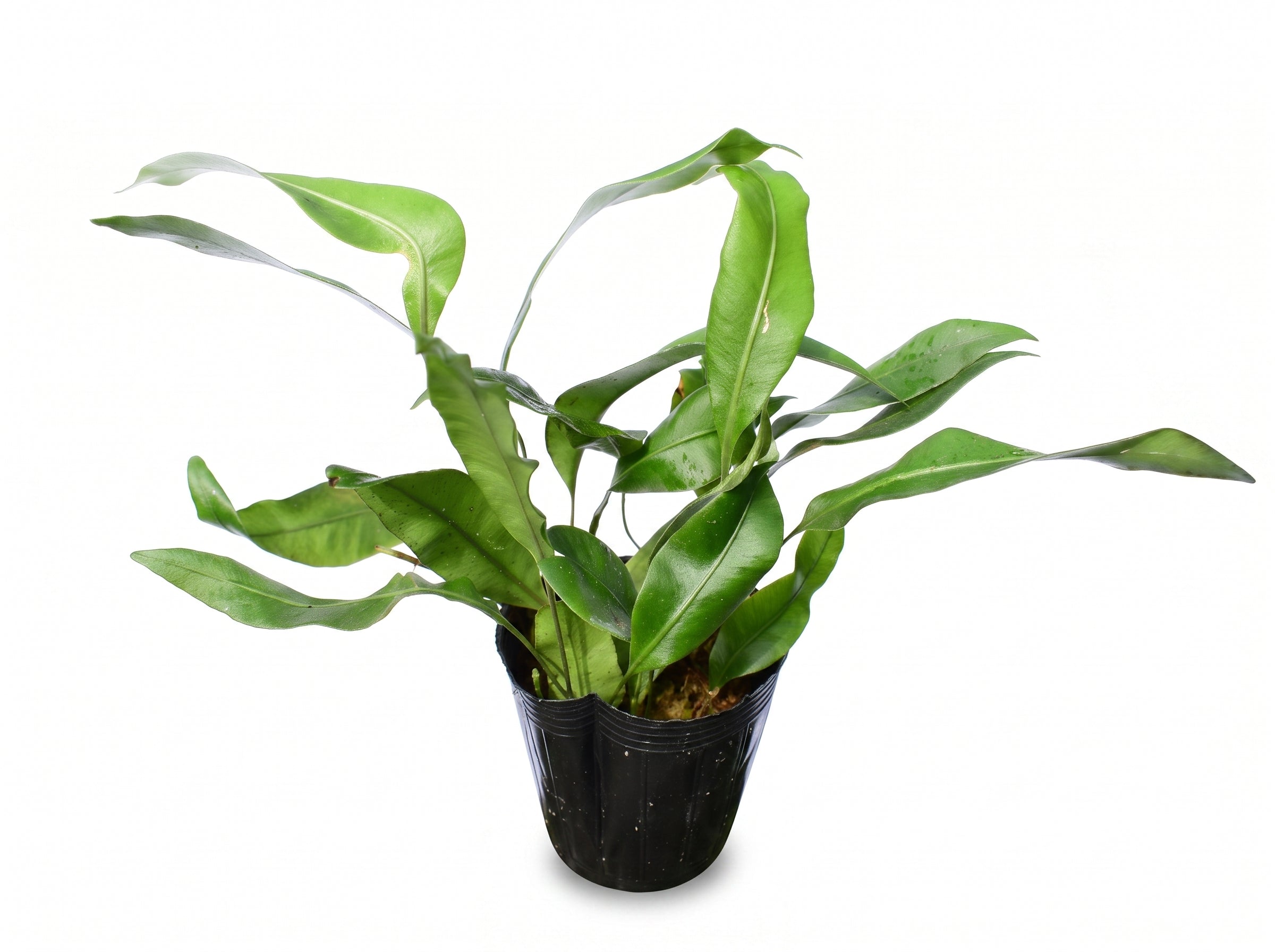 Pyrrosia drakeana cf