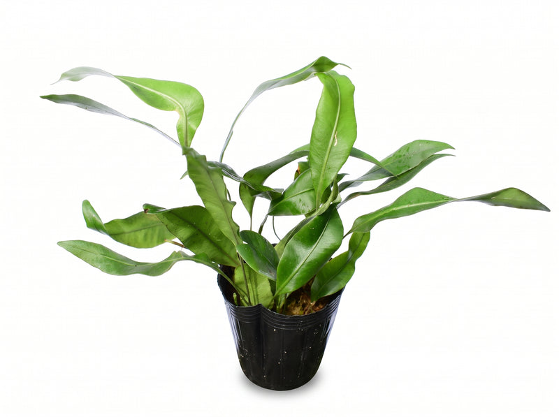 Pyrrosia drakeana cf