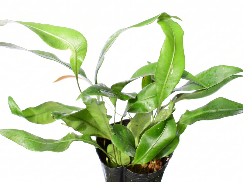 Pyrrosia drakeana cf