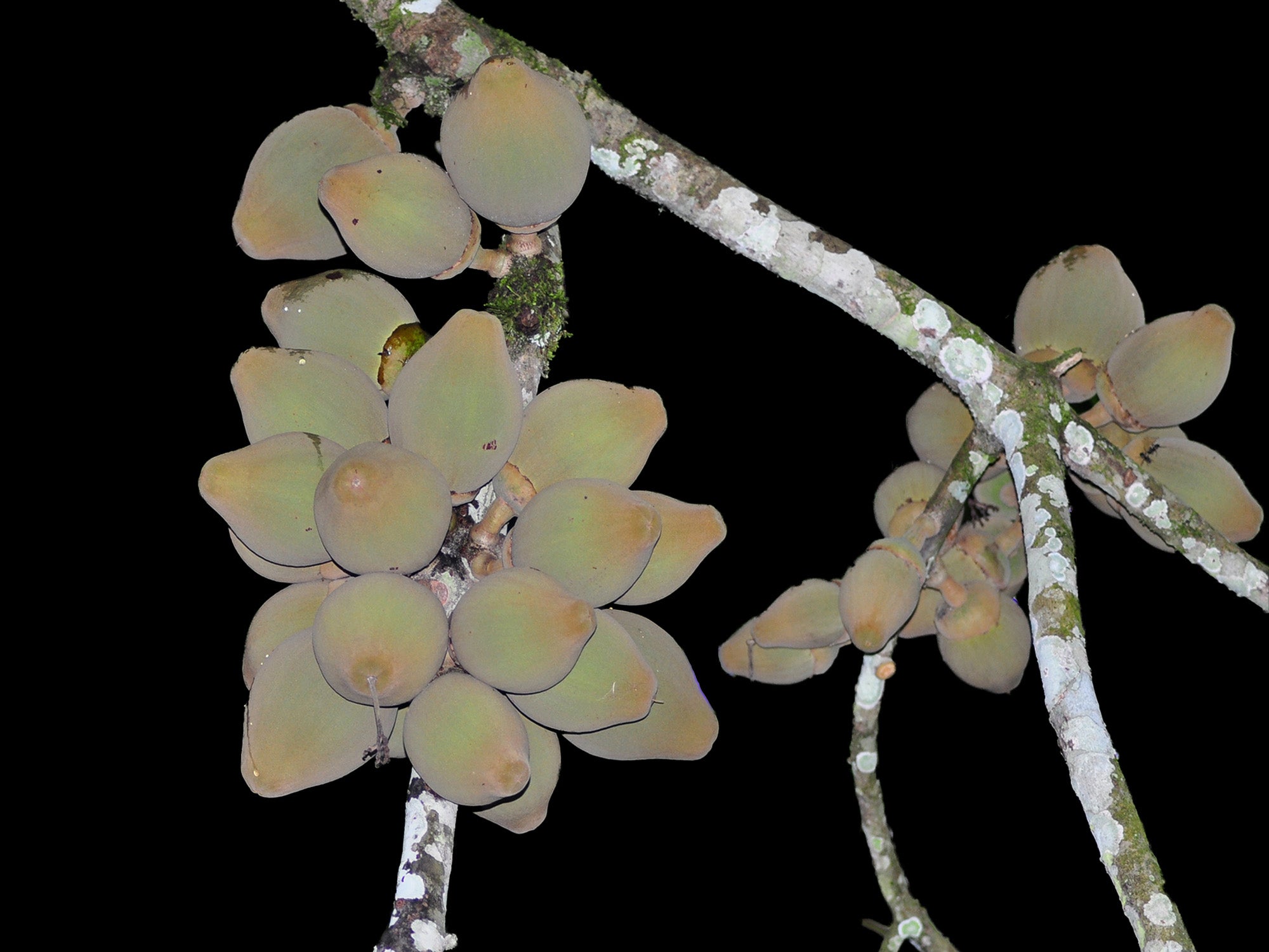 Quararibea cordata