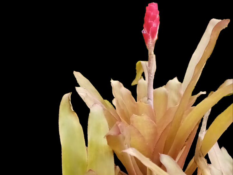 Quesnelia quesneliana